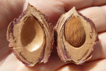 Peach-seed