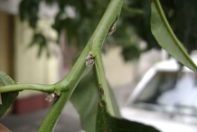 Peach-stem