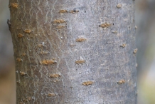 Peach-tree-bark