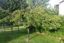 Peach-tree