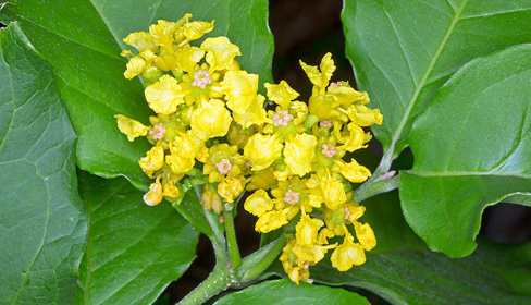 Flower-of-Peanut-Butter-Fruit