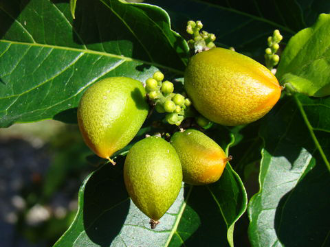 Unripe-fruit-of-Peanut-Butter-Fruit