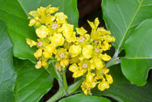 Flower-of-Peanut-Butter-Fruit