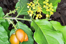 Image-showing-flowers-fruits-and-leaves-of-Peanut-butter-fruit-plant