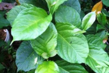 Leaves-of-Peanut-Butter-Fruit
