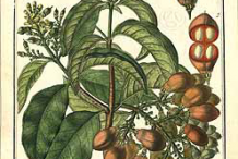 Peanut-Butter-Fruit-Plant-Illustration