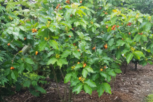 Peanut-Butter-Fruit-on-the-plant