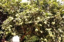 Peanut-butter-fruit-tree