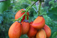 Ripe-Peanut-Butter-Fruit
