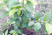 Small-Peanut-Butter-Fruit-plant