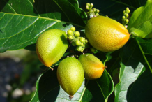 Unripe-fruit-of-Peanut-Butter-Fruit