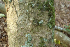 Peanut-Butter-Fruit-Bark