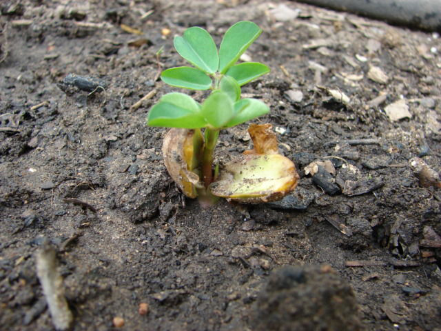 Seedlings-of-Peanuts