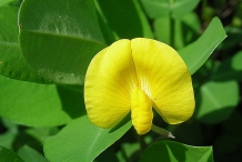 Close-up-flower-of-Peanuts