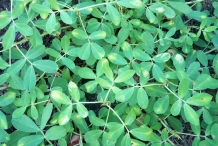Leaves-of-Peanuts