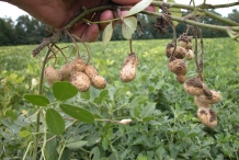 Peanut-leaves-and-freshly-dug--pods