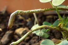 Peanut-stalk