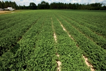 Peanuts-farm
