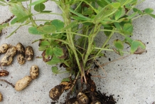 Peanuts-plant