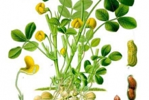 Plant-illustration-of-Peanuts