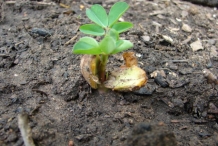 Seedlings-of-Peanuts