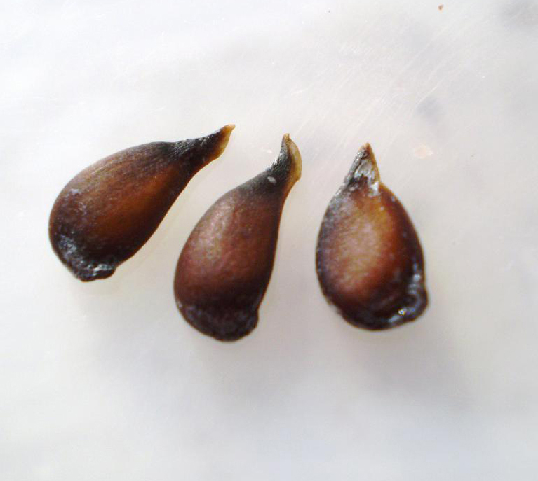 Pear-seeds