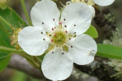 Close-up-flower-of-Pear