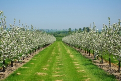 Pear-farm