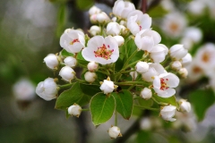 Pear-flower-buds