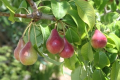 Pear-fruit