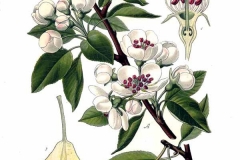 Pear-illustration