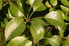 Pear-leaves
