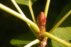 Pear-stem