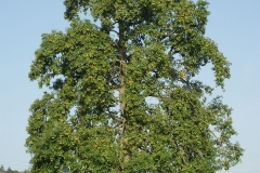 Pear-tree