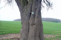 Pear-trunk