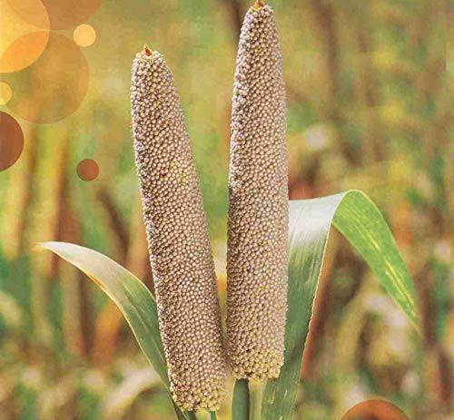 Mature-fruits-of-Pearl-millet