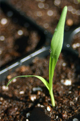 Pearl-millet-saplings