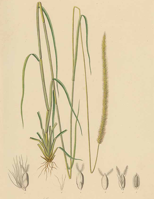 Plant-illustration-of-Pearl-millet