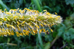 Closer-view-of-flower-of-Pearl-millet