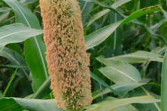 Flowers-of-Pearl-millet