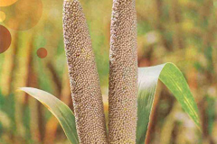 Mature-fruits-of-Pearl-millet