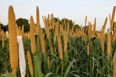 Pearl-millet-farming