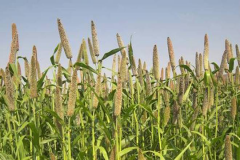Pearl-millet-plant