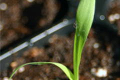 Pearl-millet-saplings