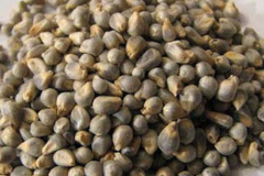 Pearl-millet