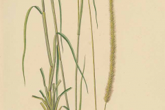 Plant-illustration-of-Pearl-millet