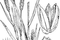 Sketch-of-Pearl-millet