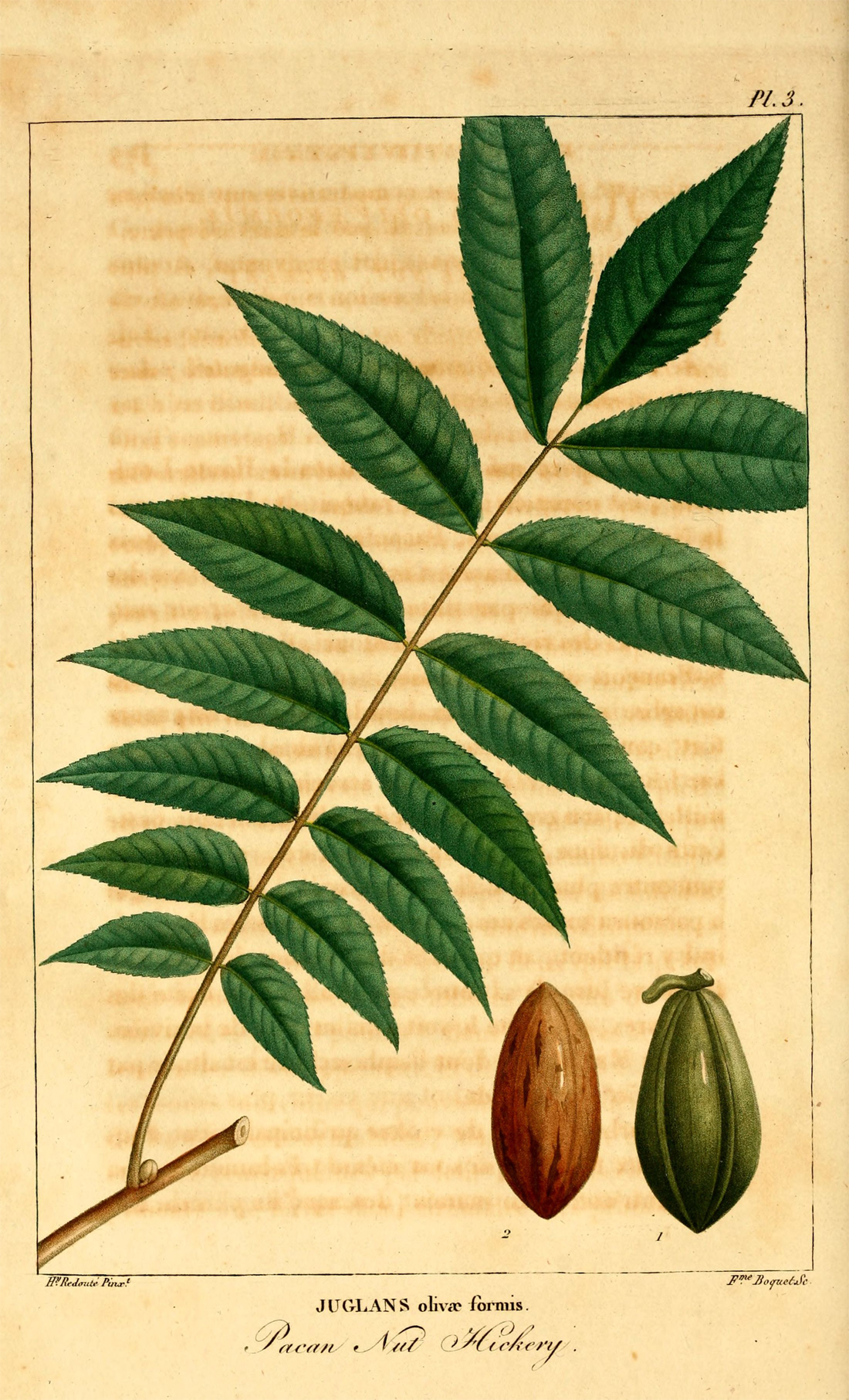 Illustration-of-Pecan-nut