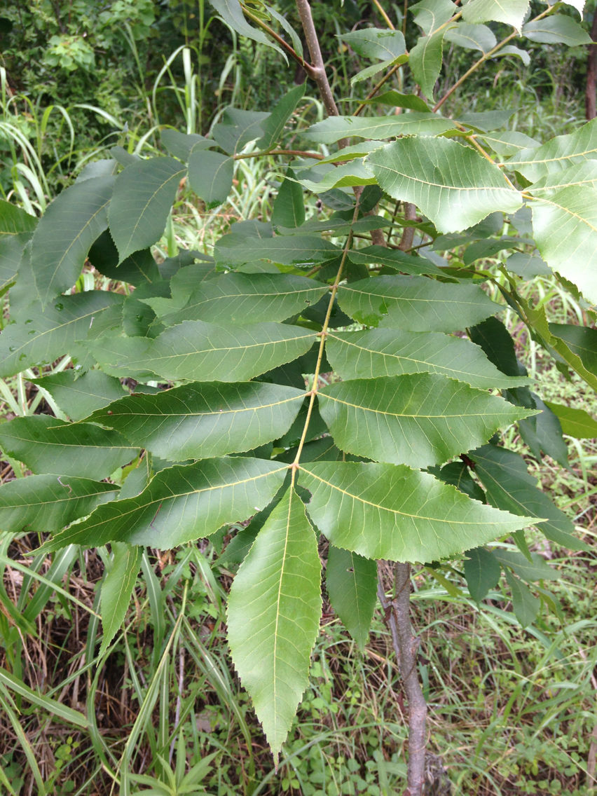 Pecan-leaves