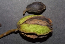 Close-view-of-Pecan-nut